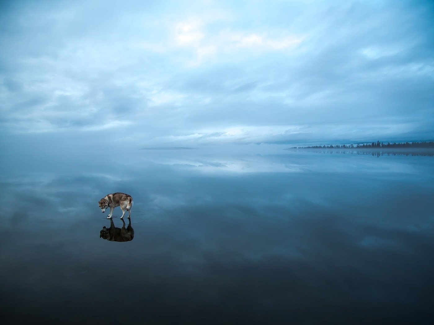 Обои вода, природа, лёд, хаски, сибирская хаски, water, nature, ice, husky, siberian husky разрешение 2560x1649 Загрузить