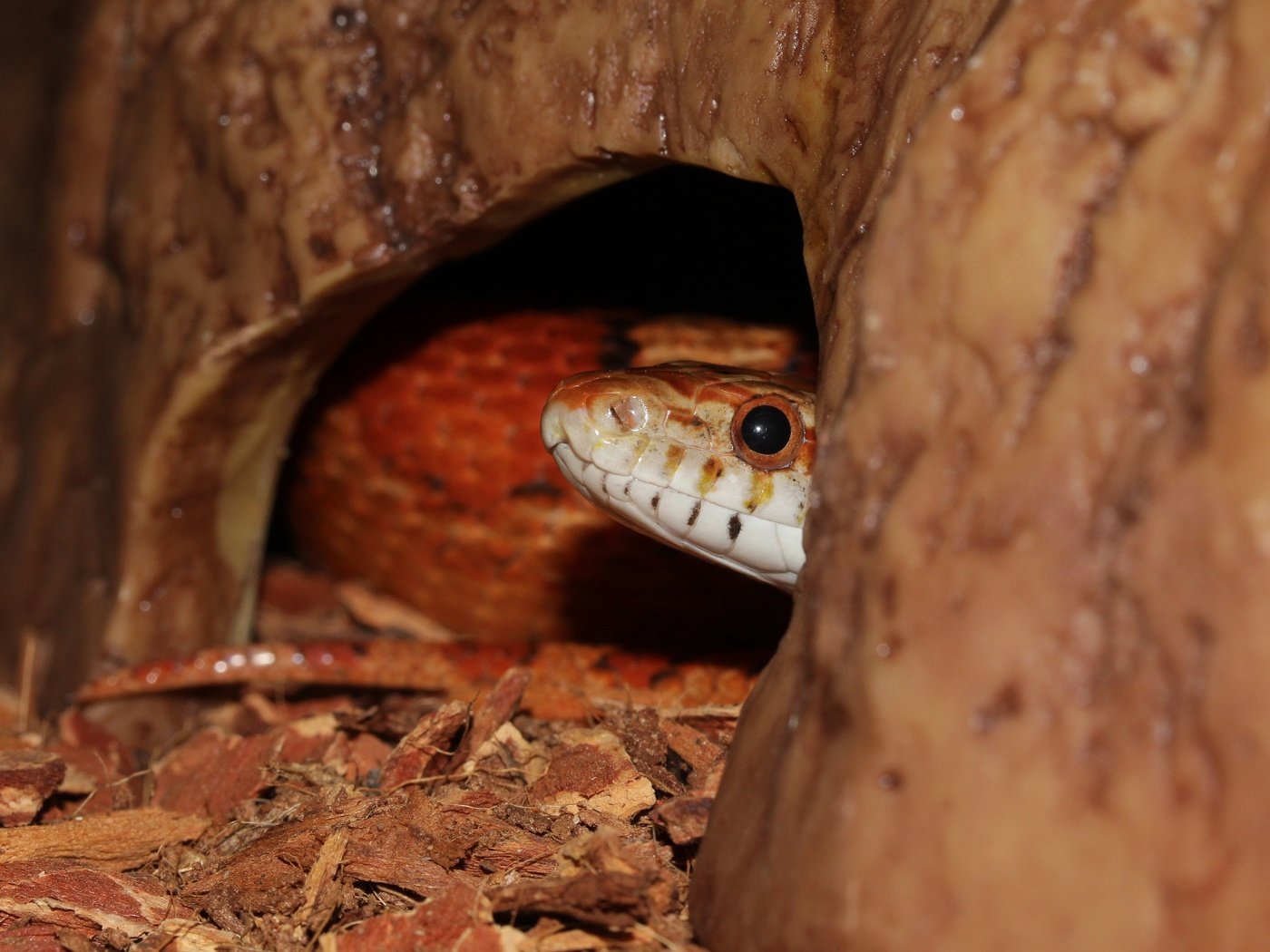 Обои змея, рептилия, крупным планом, пресмыкающиеся, террариум, snake, reptile, closeup, reptiles, terrarium разрешение 3904x3128 Загрузить