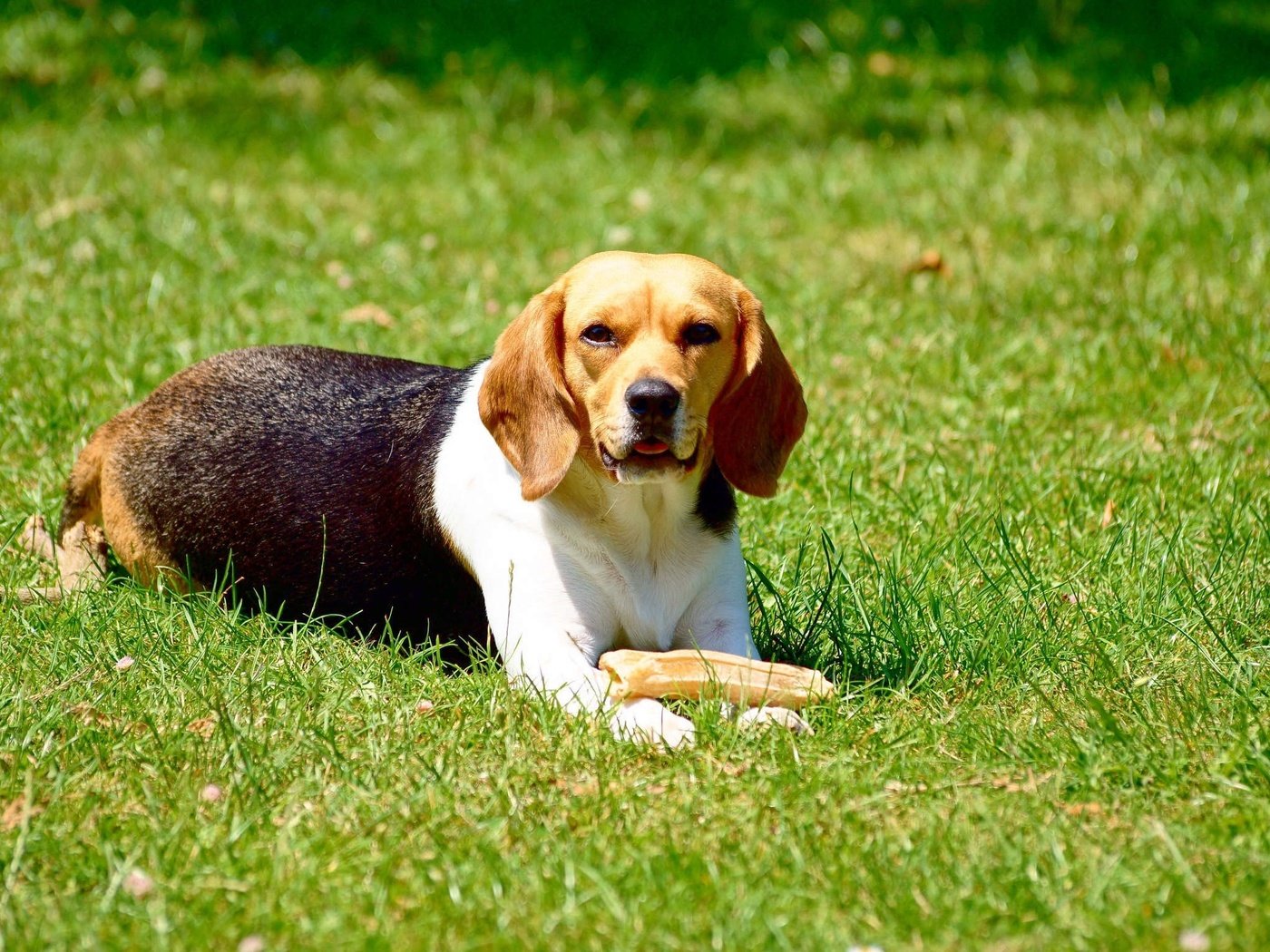 Обои трава, собака, игра, животное, бигль, grass, dog, the game, animal, beagle разрешение 2296x1528 Загрузить