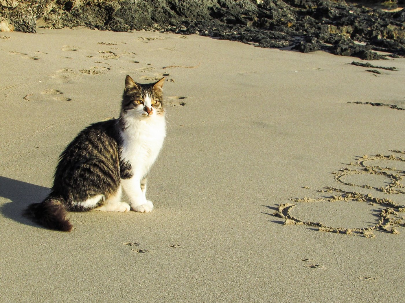 Naked kitten the beach