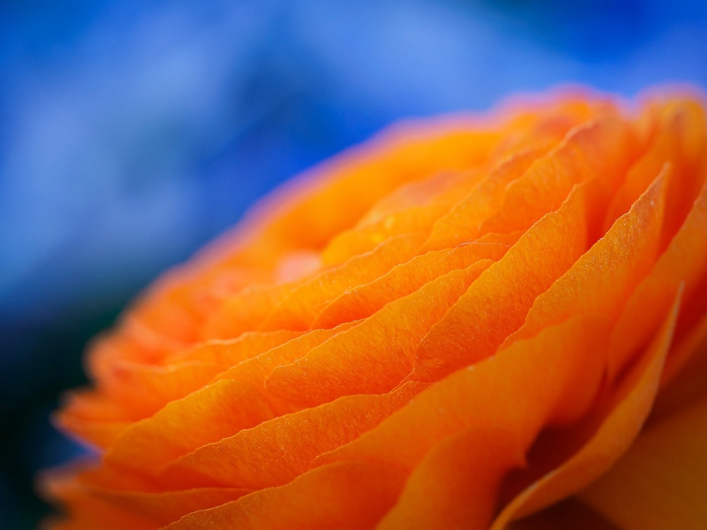 Обои макро, цветок, лепестки, ранункулюс, лютик, macro, flower, petals, ranunculus, buttercup разрешение 2048x1386 Загрузить