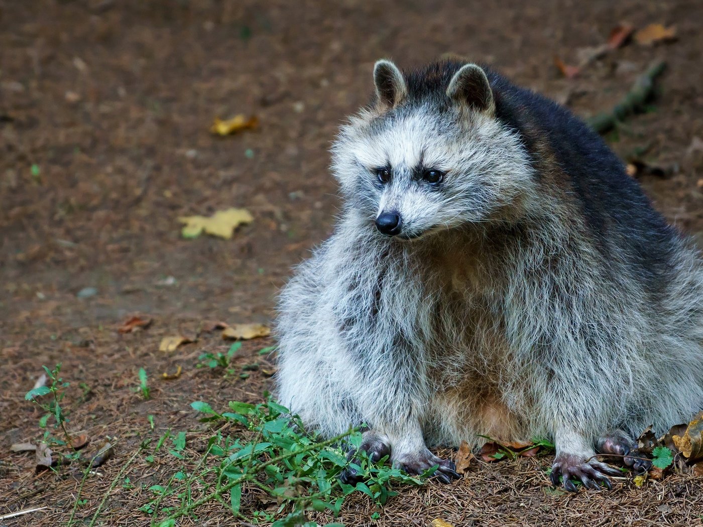 Обои природа, листья, осень, сидит, животное, енот, nature, leaves, autumn, sitting, animal, raccoon разрешение 2048x1152 Загрузить