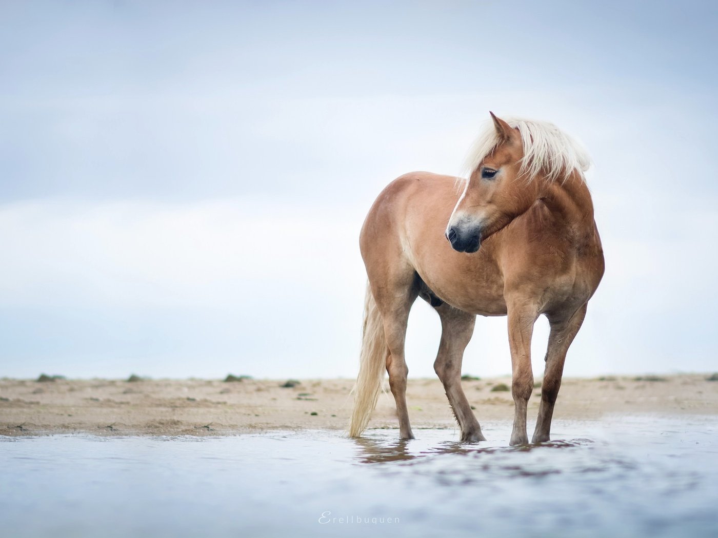 Обои небо, лошадь, река, берег, конь, грива, ло, the sky, horse, river, shore, mane, lo разрешение 2048x1109 Загрузить