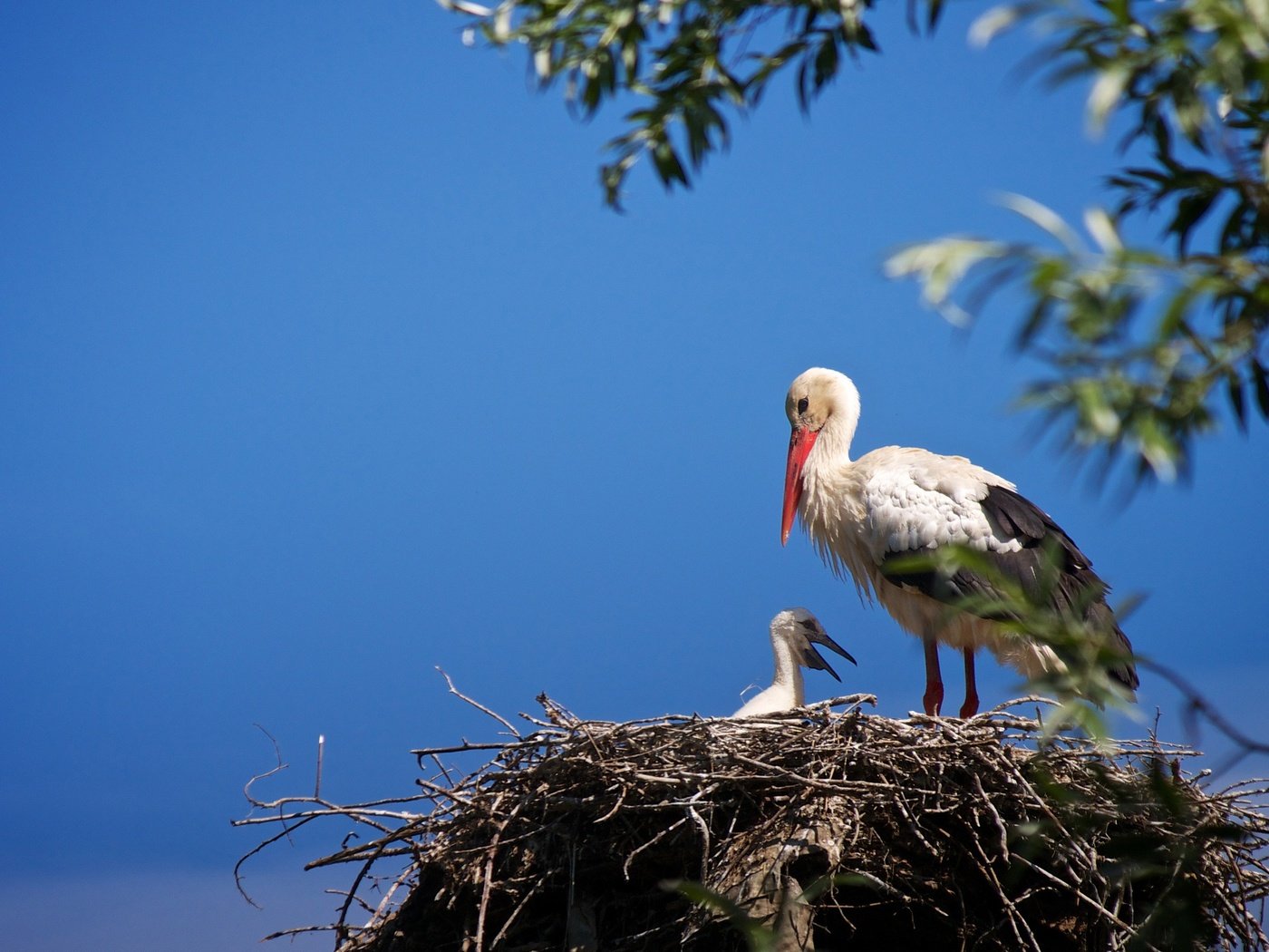 Обои небо, птенец, ветки, птицы, аист, гнездо, the sky, chick, branches, birds, stork, socket разрешение 2048x1367 Загрузить