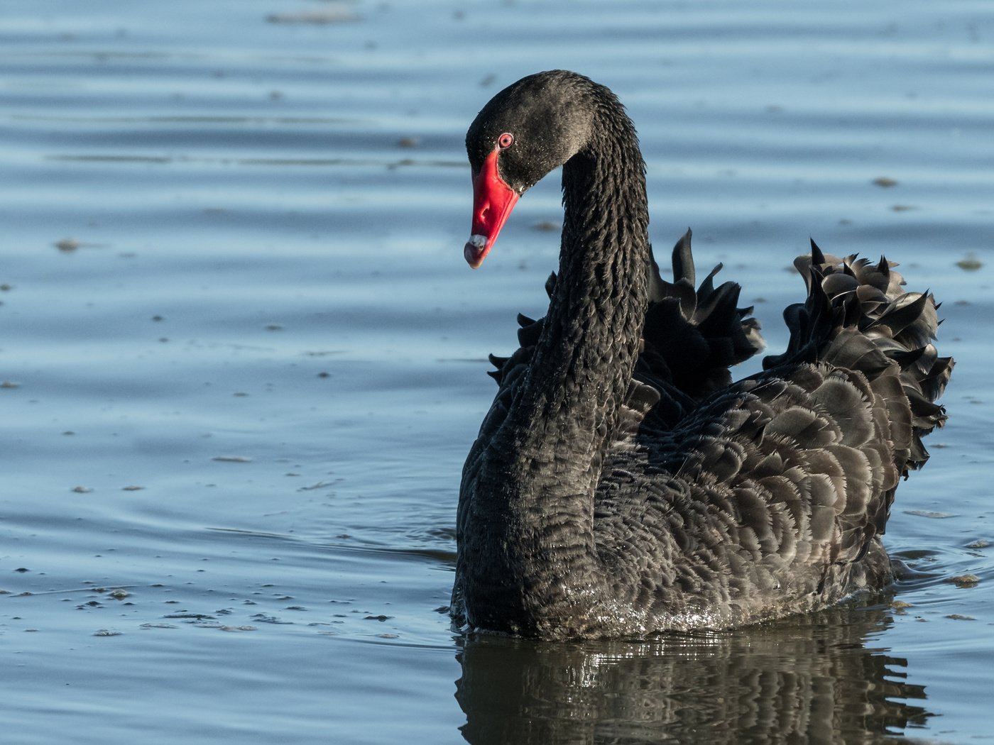 Обои вода, птица, клюв, перья, лебедь, черный лебедь, water, bird, beak, feathers, swan, black swan разрешение 2880x1800 Загрузить