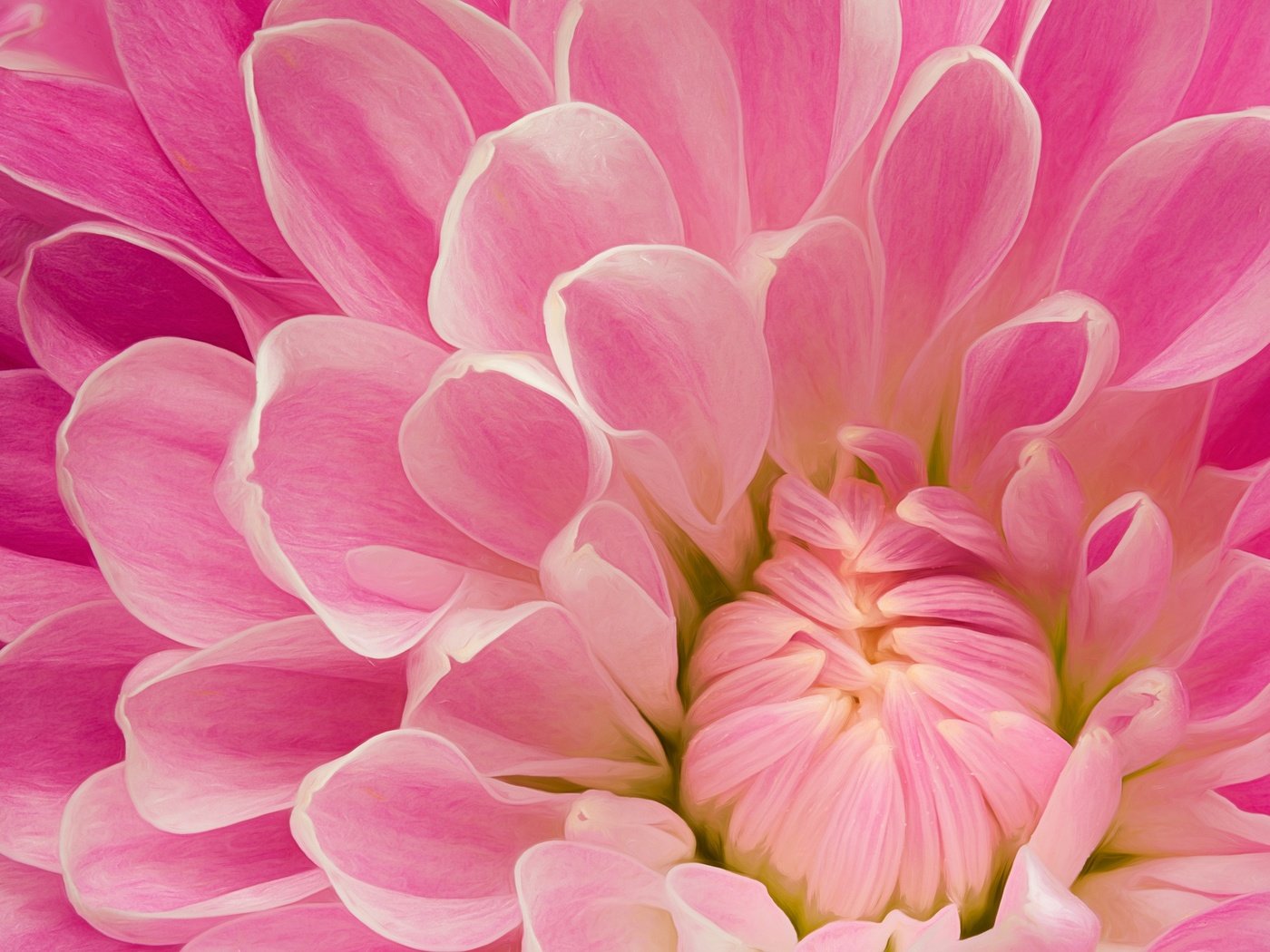 Обои макро, цветок, лепестки, розовый, георгин, крупным планом, macro, flower, petals, pink, dahlia, closeup разрешение 2048x1366 Загрузить