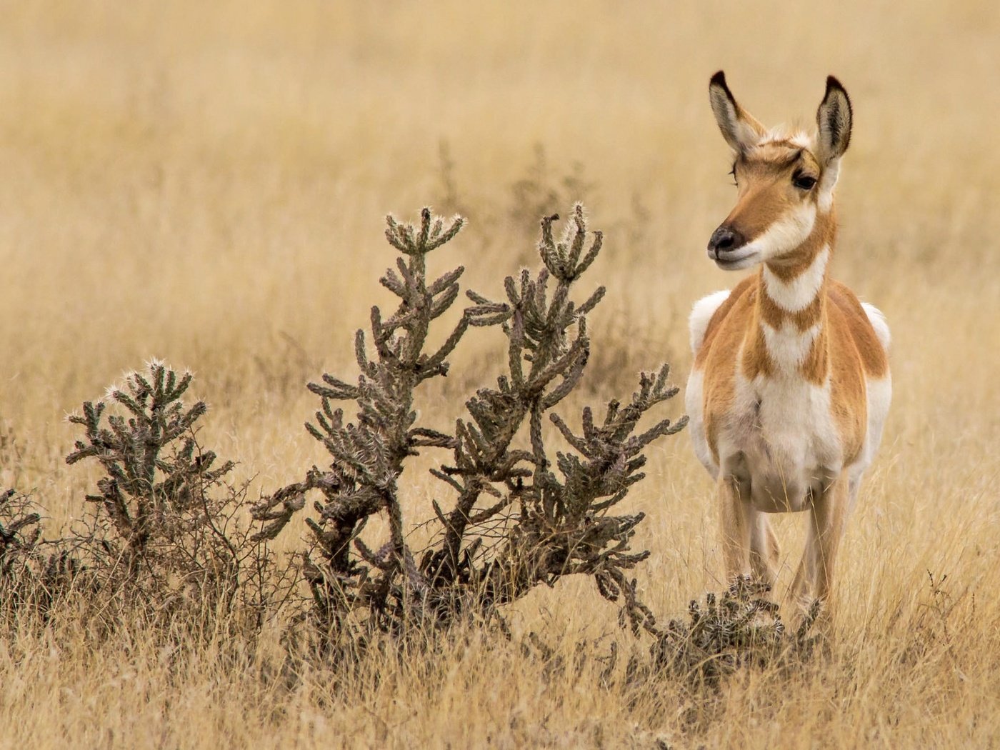 Обои природа, антилопа, вилорог, nature, antelope, pronghorn разрешение 2048x1152 Загрузить