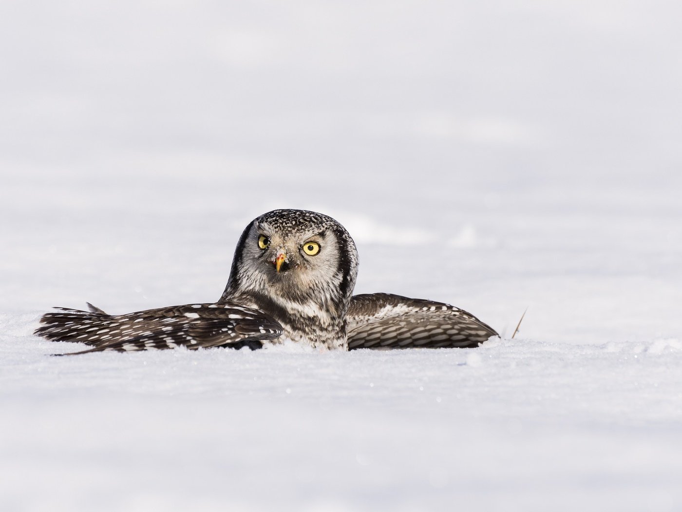 Обои сова, снег, зима, крылья, птица, ястребиная сова, owl, snow, winter, wings, bird, hawk owl разрешение 2048x1284 Загрузить