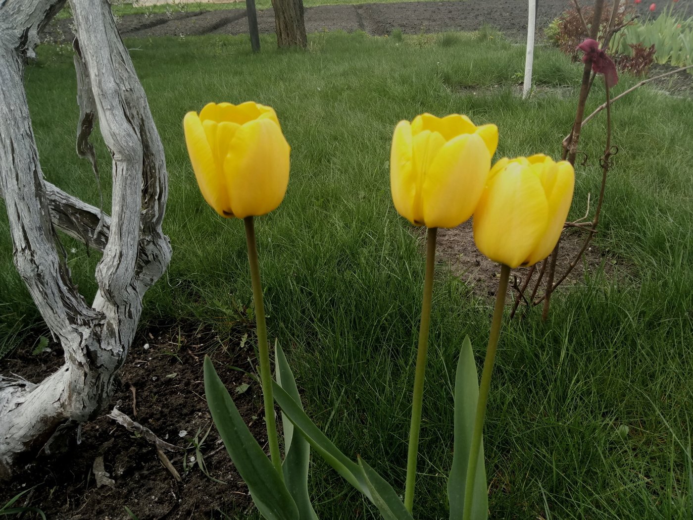 Обои цветы, трава, весна, тюльпаны, стебли, желтые, flowers, grass, spring, tulips, stems, yellow разрешение 4208x3120 Загрузить