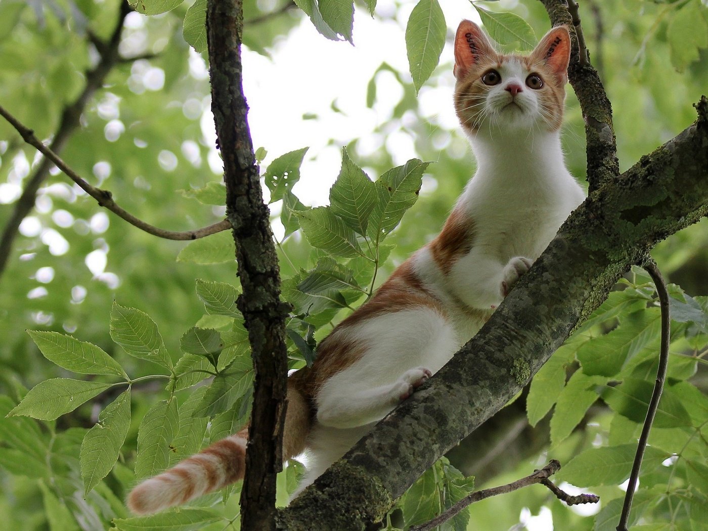 Обои ветка, дерево, листья, кот, мордочка, усы, кошка, взгляд, котенок, kitty, branch, tree, leaves, cat, muzzle, mustache, look разрешение 2235x1658 Загрузить