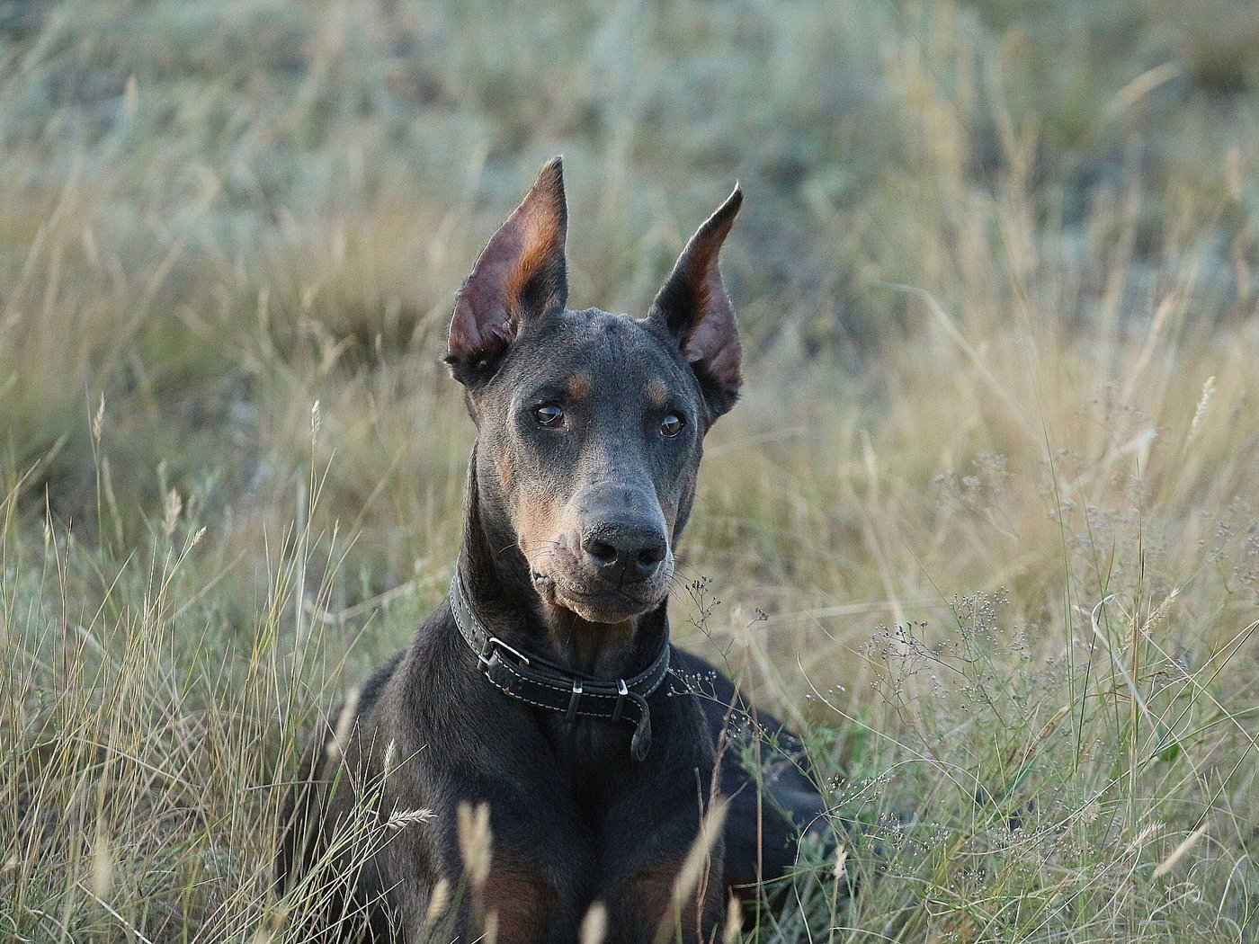 Обои взгляд, собака, друг, ошейник, доберман, травинки, look, dog, each, collar, doberman, grass разрешение 1920x1280 Загрузить