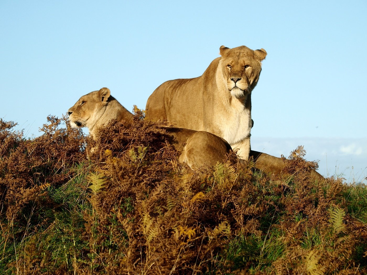 Обои трава, животные, львы, саванна, львицы, grass, animals, lions, savannah, lioness разрешение 3648x2736 Загрузить