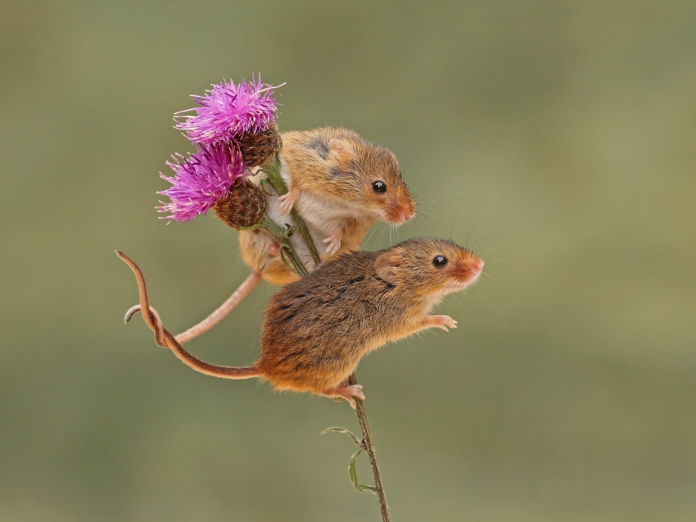 Обои фон, парочка, грызун, мышки, harvest mouse, мышь-малютка, бодяк, background, a couple, rodent, mouse, the mouse is tiny, thistle разрешение 2048x1558 Загрузить