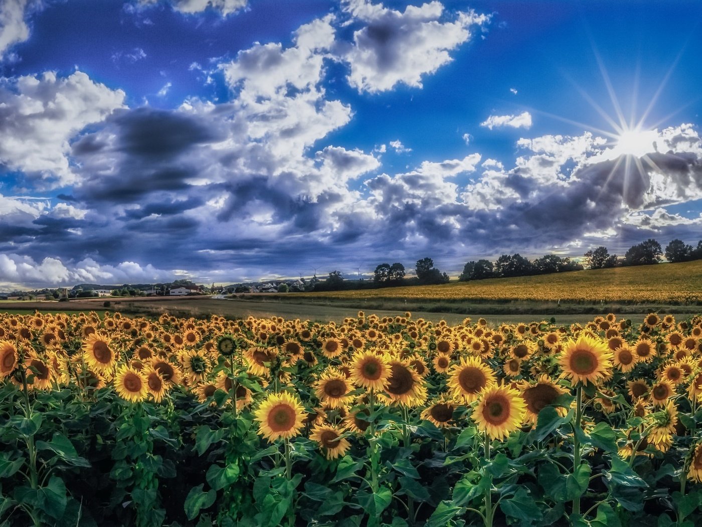 Обои небо, облака, утро, поле, лето, подсолнухи, желтые цветы, the sky, clouds, morning, field, summer, sunflowers, yellow flowers разрешение 1992x1153 Загрузить