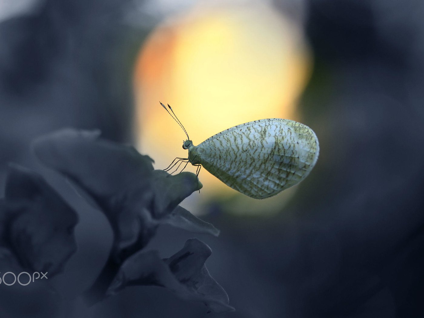 Обои насекомое, цветок, бабочка, крылья, alfian ismail, insect, flower, butterfly, wings разрешение 2000x1333 Загрузить