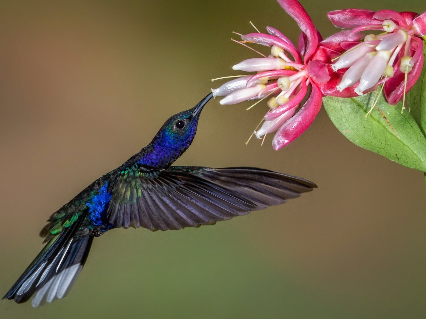 Обои цветок, крылья, птица, клюв, колибри, пурпурный саблекрыл, flower, wings, bird, beak, hummingbird, purple cableknit разрешение 2048x1311 Загрузить