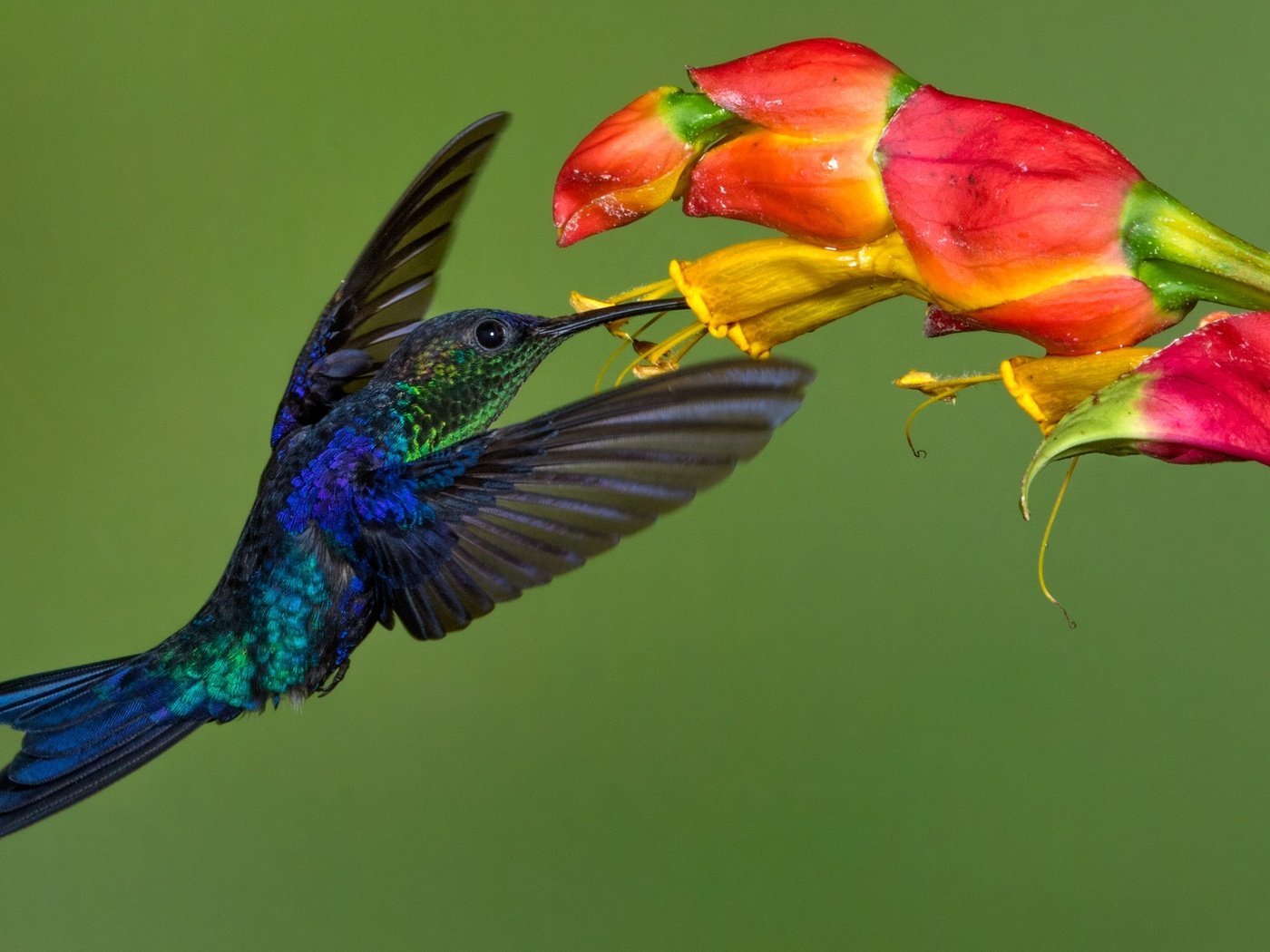 Обои цветок, крылья, птица, клюв, колибри, колибри-талурания, flower, wings, bird, beak, hummingbird, hummingbird-thalurania разрешение 2048x1268 Загрузить