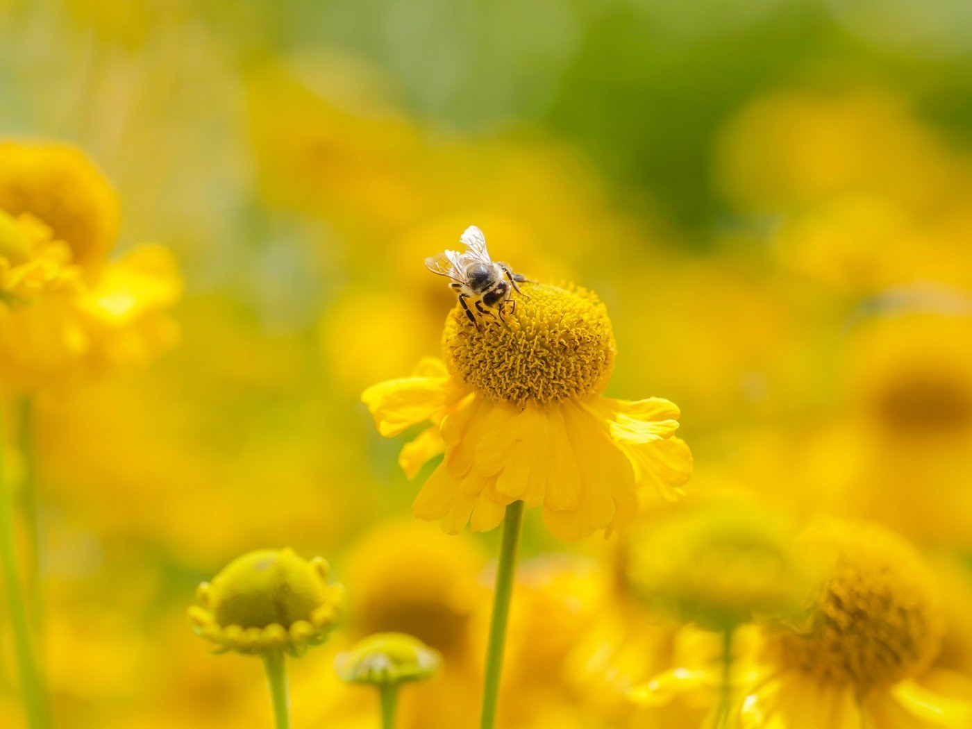 Обои цветы, насекомое, лето, размытость, пчела, желтые, flowers, insect, summer, blur, bee, yellow разрешение 2400x1350 Загрузить