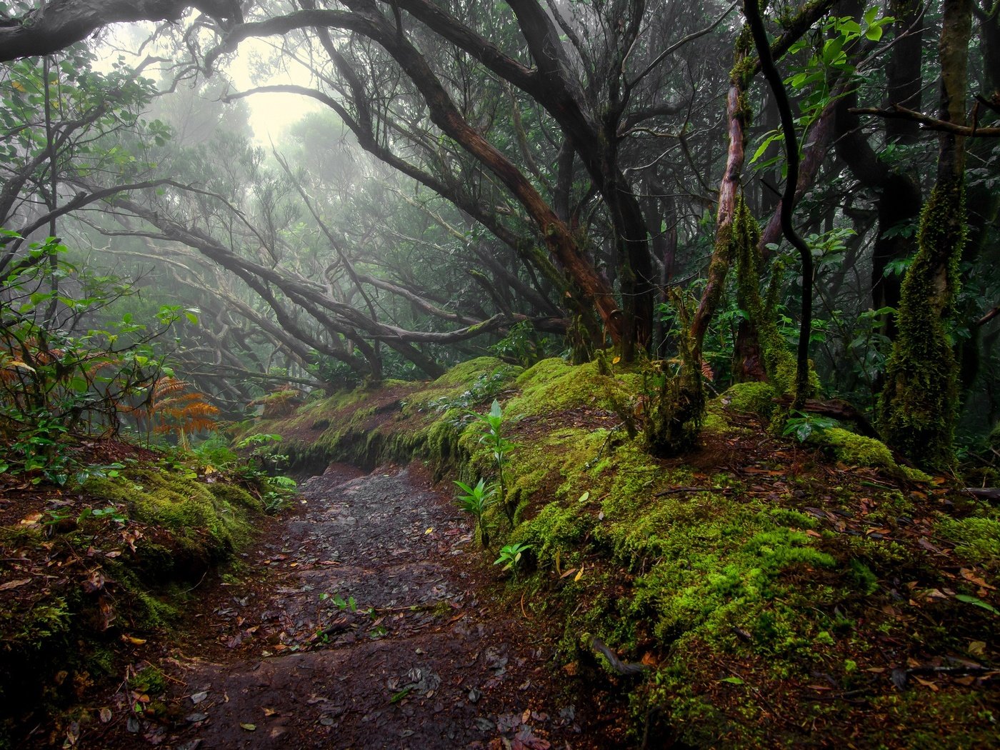 Обои деревья, лес, стволы, тропинка, мох, trees, forest, trunks, path, moss разрешение 2048x1356 Загрузить