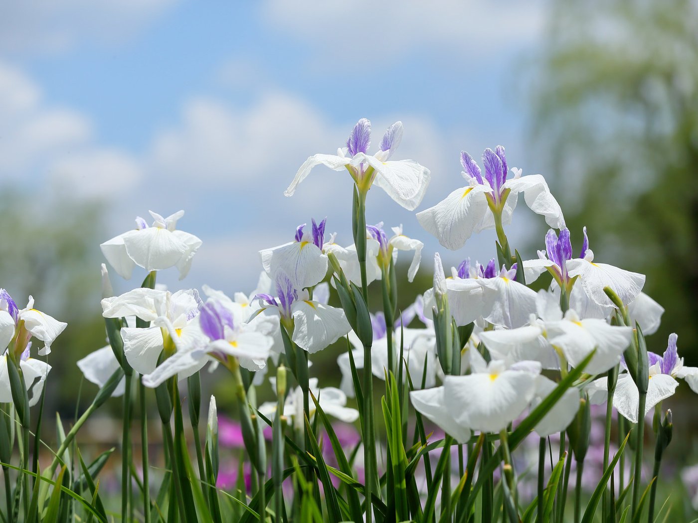 Обои цветение, белые, много, ирисы, flowering, white, a lot, irises разрешение 2048x1365 Загрузить