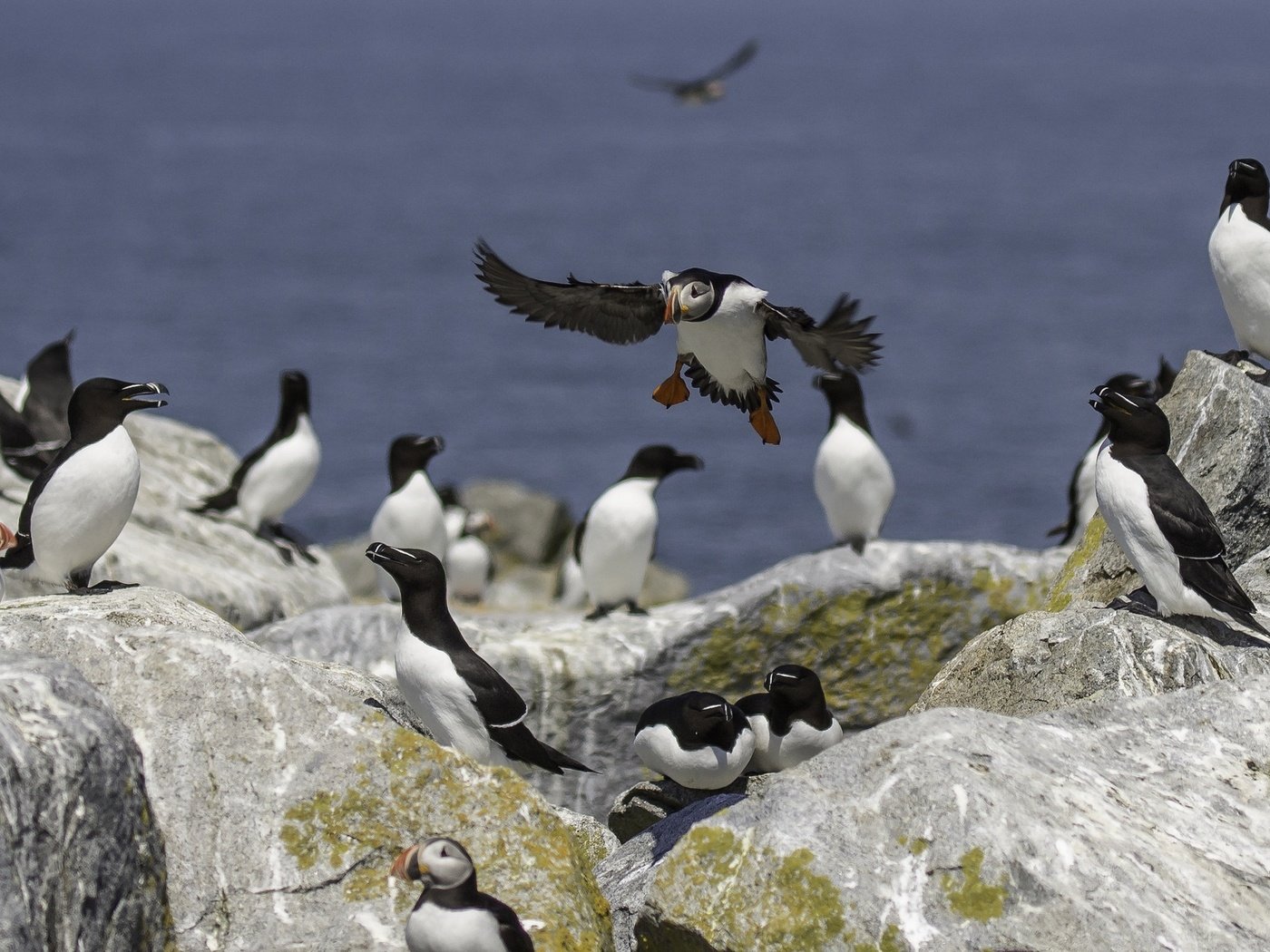 Обои камни, море, птицы, перья, тупик, атлантический тупик, stones, sea, birds, feathers, stalled, atlantic puffin разрешение 2048x1366 Загрузить