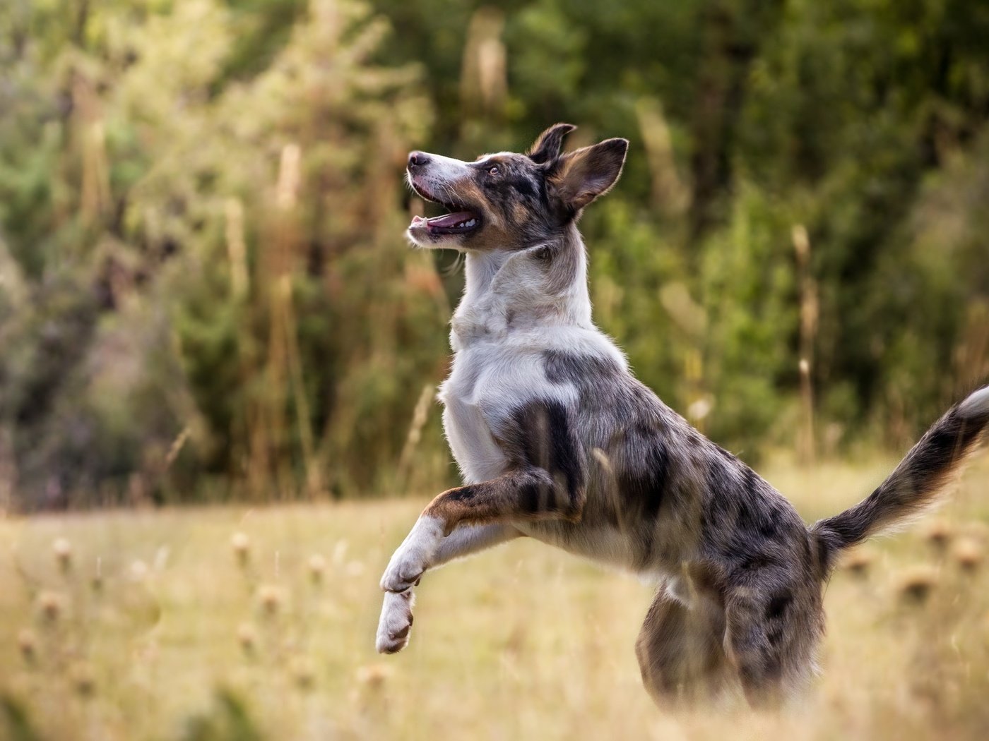 Обои природа, собака, друг, австралийская овчарка, australian sheep, nature, dog, each, australian shepherd разрешение 5182x3297 Загрузить