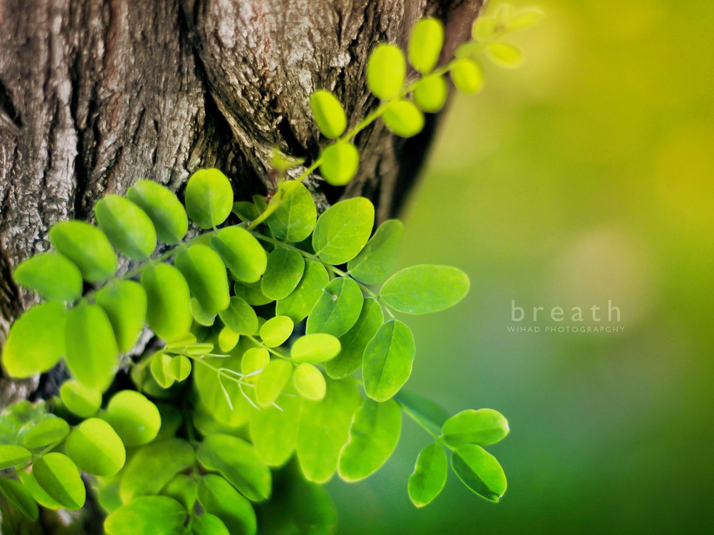 Обои природа, дерево, зелень, листья, макро, ствол, зеленый лист, nature, tree, greens, leaves, macro, trunk, green leaf разрешение 1920x1200 Загрузить