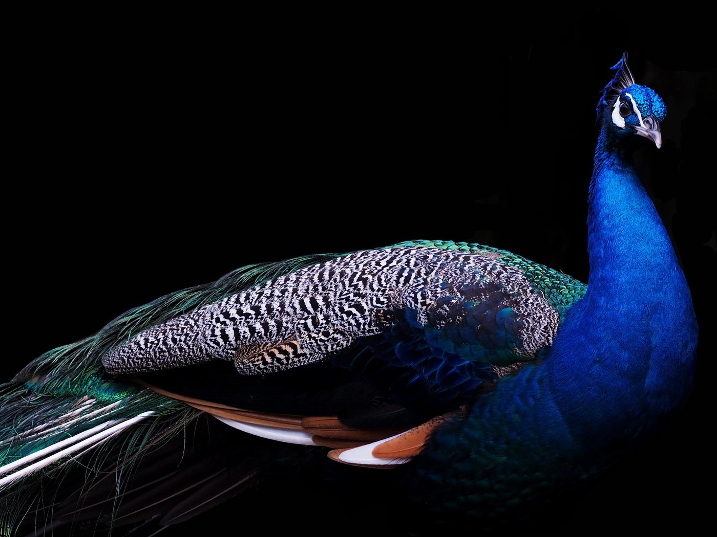 Обои птица, клюв, черный фон, павлин, перья, хвост, bird, beak, black background, peacock, feathers, tail разрешение 3840x2400 Загрузить