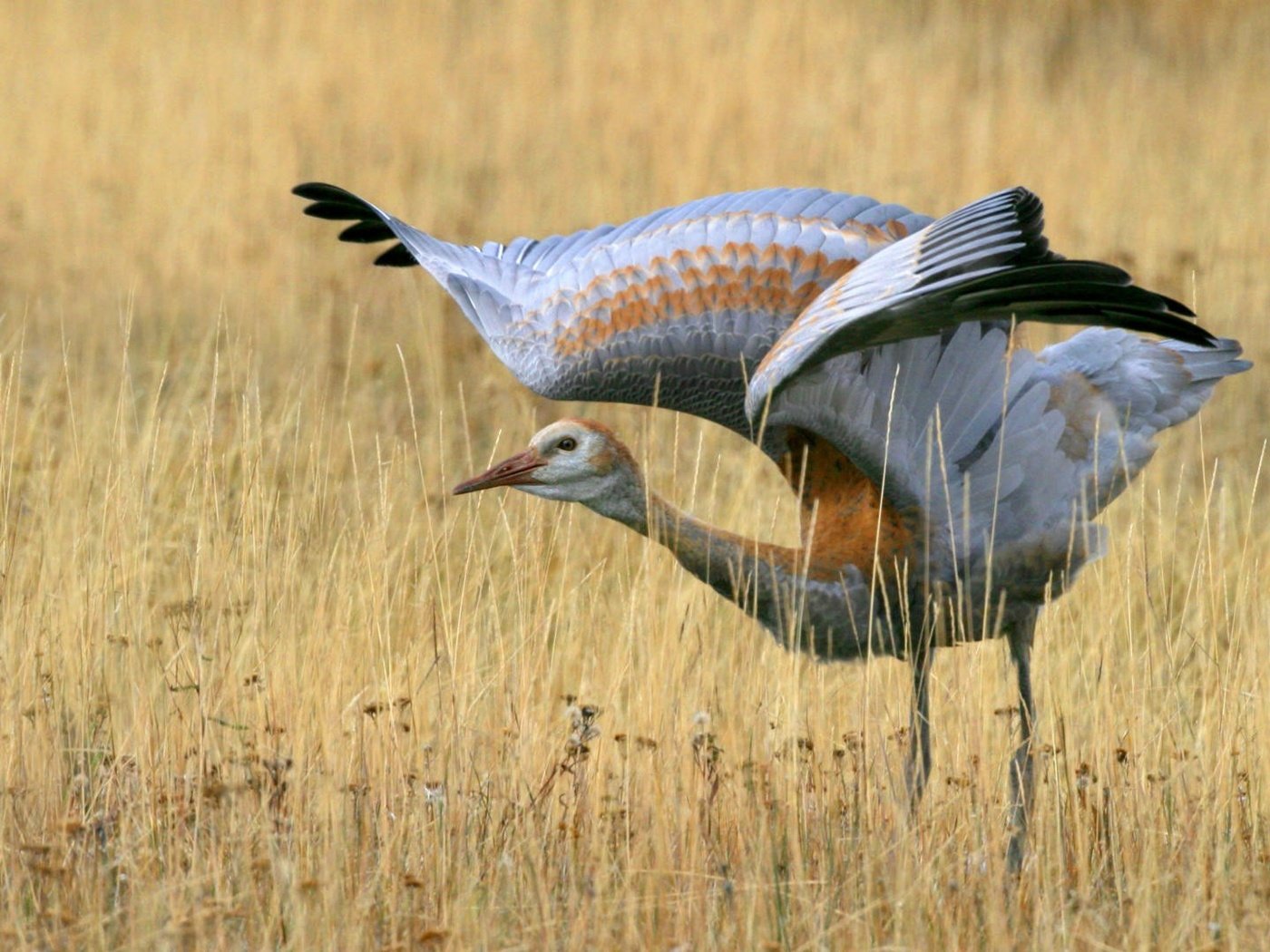 Обои трава, поле, крылья, птица, взмах, журавль, grass, field, wings, bird, stroke, crane разрешение 1920x1080 Загрузить