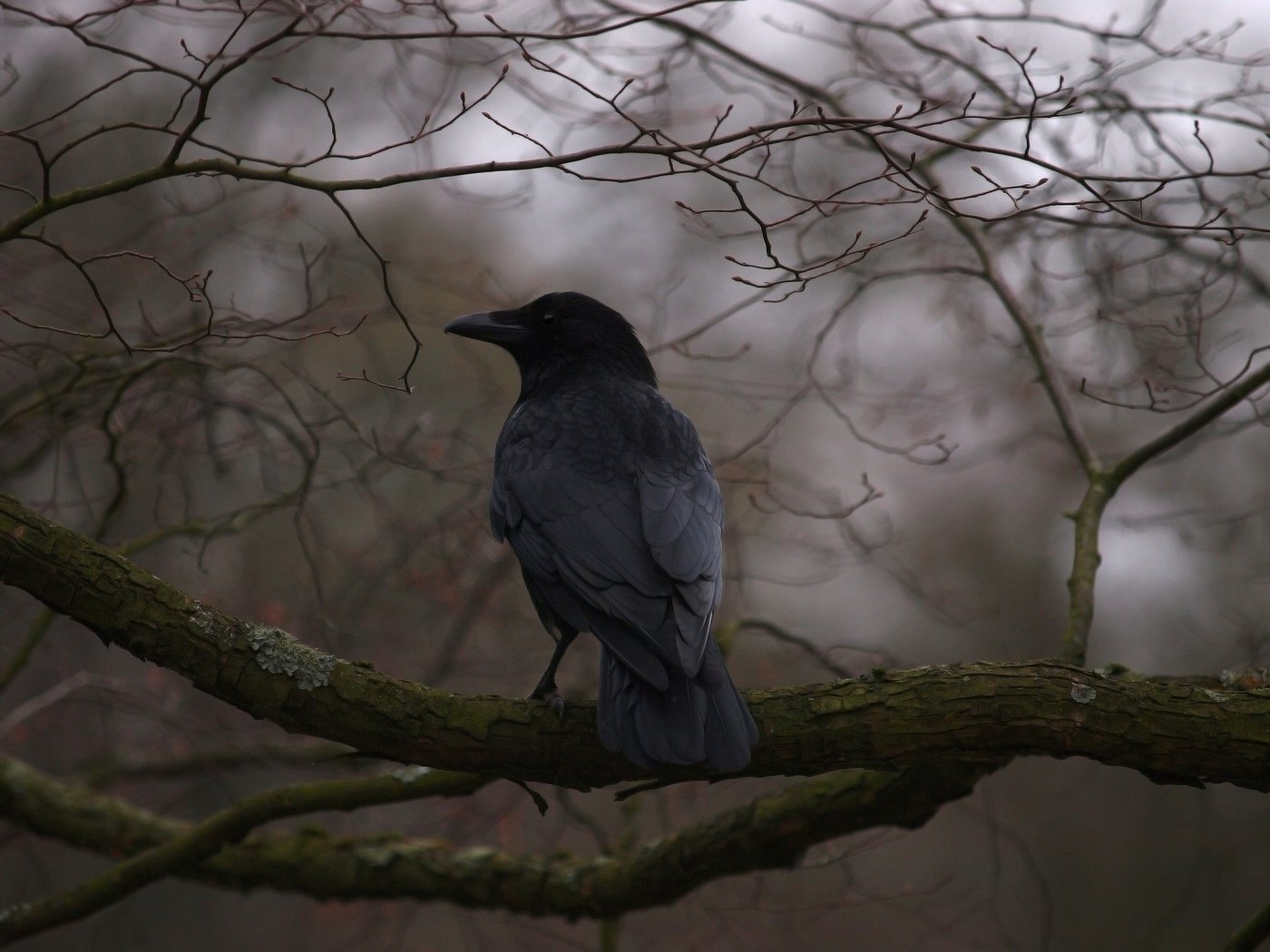 Обои дерево, ветки, птица, клюв, перья, ворон, ворона, tree, branches, bird, beak, feathers, raven, crow разрешение 2048x1536 Загрузить