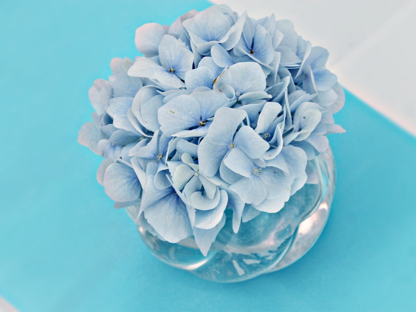 Обои цветы, букет, голубые цветы, гортензия, вазочка, flowers, bouquet, blue flowers, hydrangea, vase разрешение 4000x2666 Загрузить