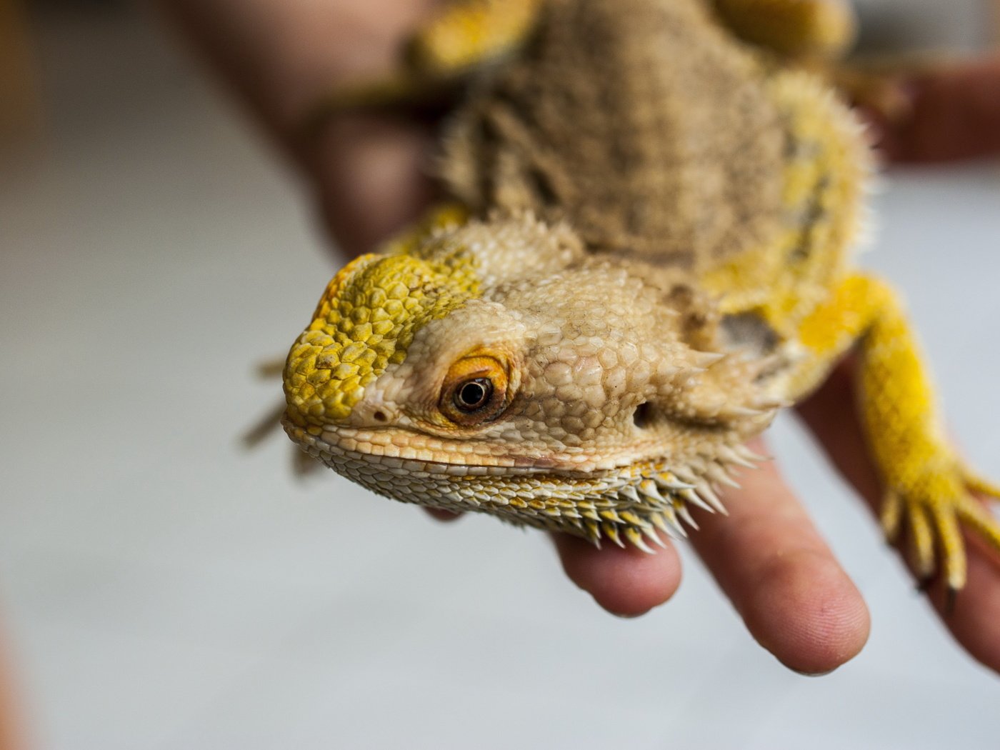 Обои рука, ящерица, рептилия, бородатая агама, агама, hand, lizard, reptile, bearded agama, agama разрешение 3872x2592 Загрузить