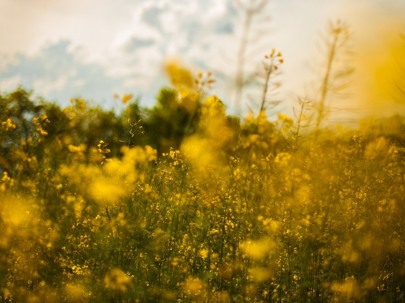 Обои цветы, природа, пейзаж, поле, луг, рапс, желтые цветы, flowers, nature, landscape, field, meadow, rape, yellow flowers разрешение 3840x2160 Загрузить