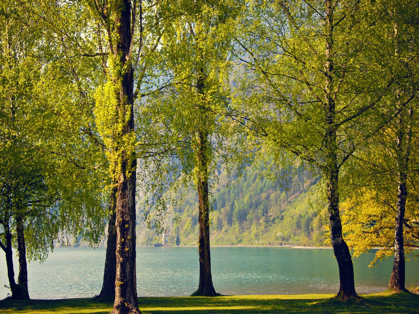 Обои деревья, озеро, природа, березы, швейцария, весна, trees, lake, nature, birch, switzerland, spring разрешение 2560x1600 Загрузить