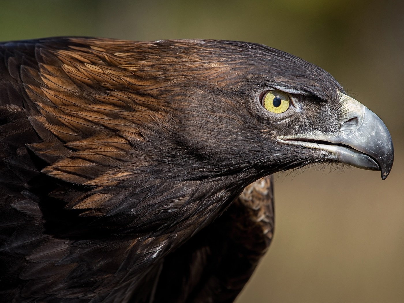 Обои хищник, птица, клюв, перья, глаз, беркут, predator, bird, beak, feathers, eyes, eagle разрешение 2048x1152 Загрузить