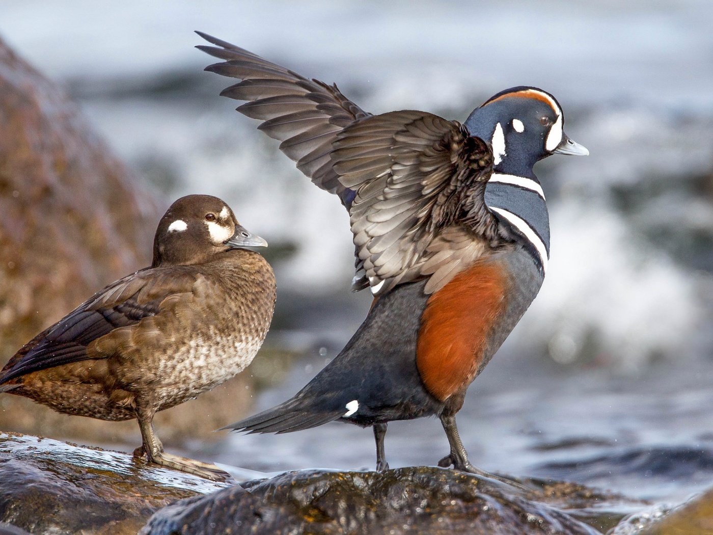 Обои вода, камни, крылья, птицы, клюв, пара, утка, каменушка, water, stones, wings, birds, beak, pair, duck, kamenushka разрешение 2048x1152 Загрузить