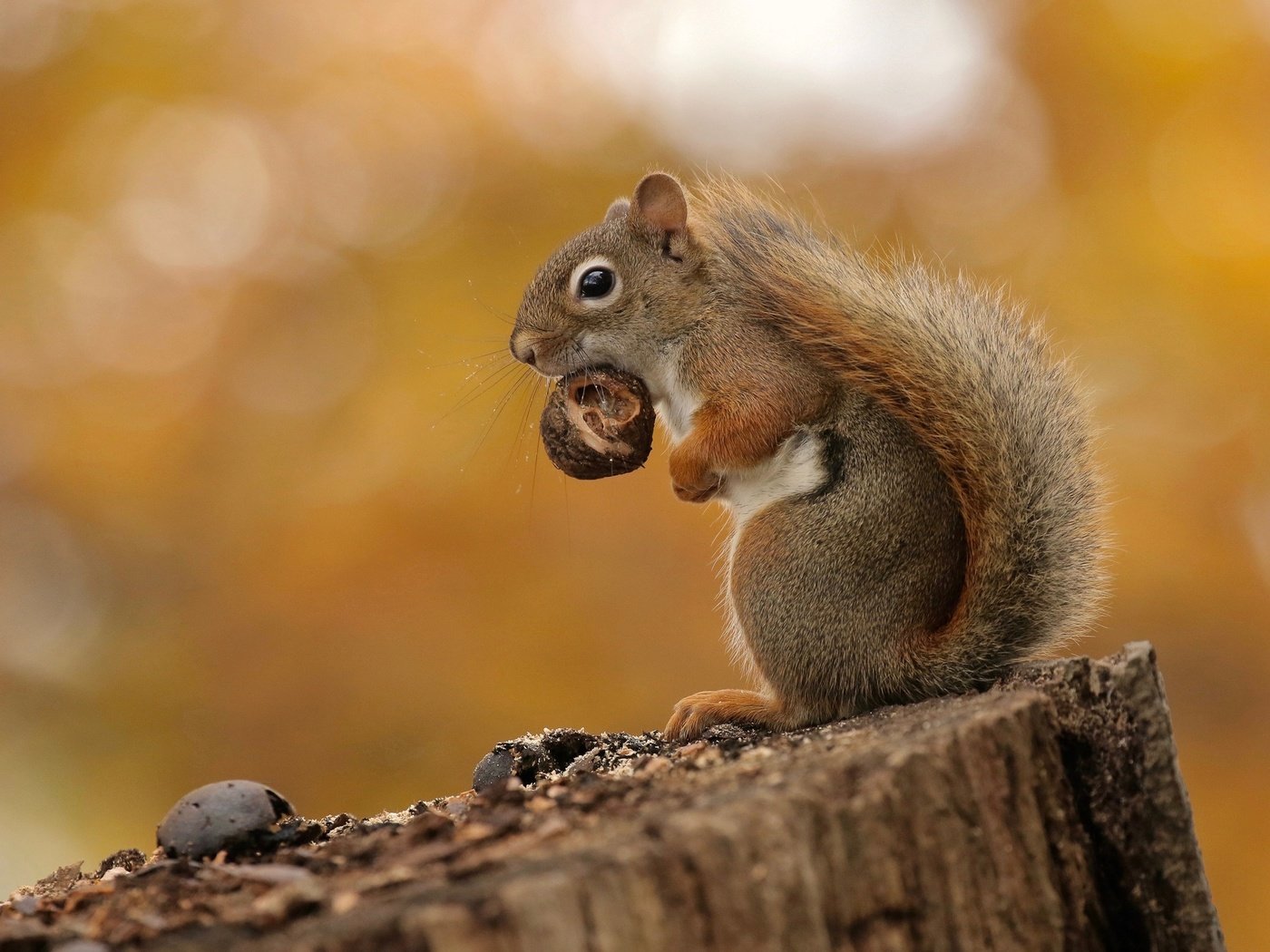 Обои фон, белка, орех, пень, грызун, background, protein, walnut, stump, rodent разрешение 2048x1363 Загрузить