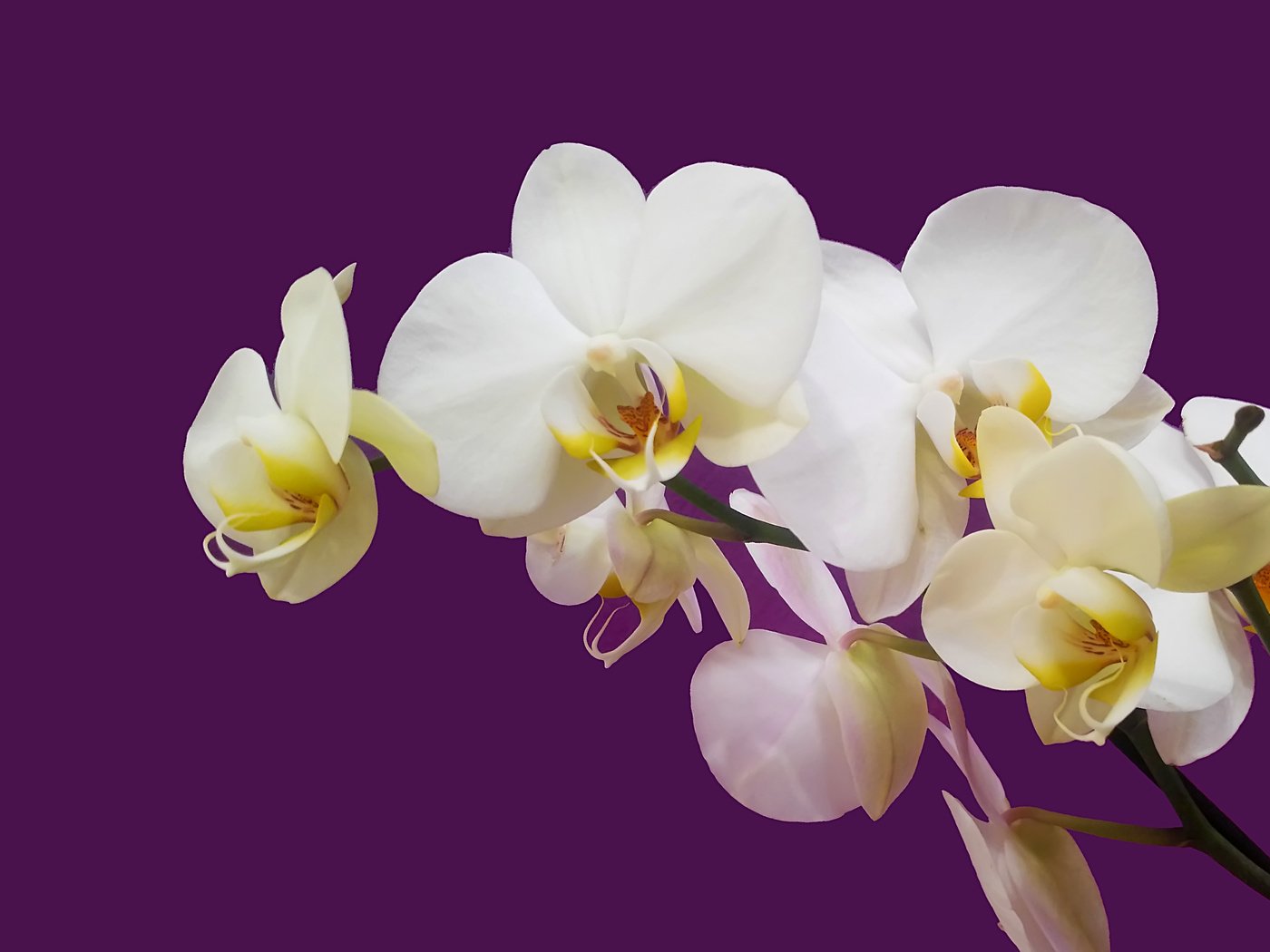 Обои орхидея белая на цветном фоне, white orchid on colored background разрешение 4124x2731 Загрузить