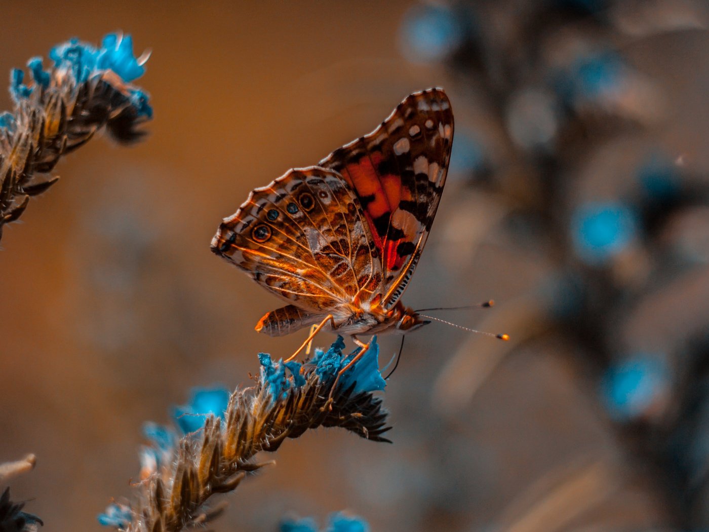 Обои макро, бабочка, боке, macro, butterfly, bokeh разрешение 2112x1188 Загрузить