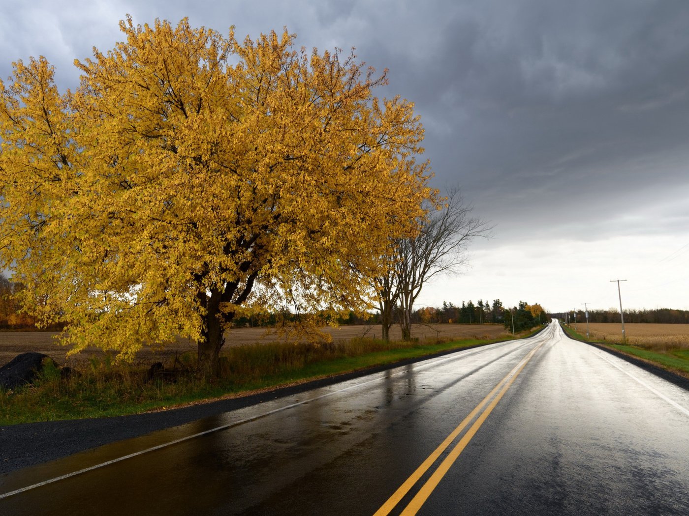 Обои дорога, дерево, поле, осень, урожай, road, tree, field, autumn, harvest разрешение 2112x1188 Загрузить