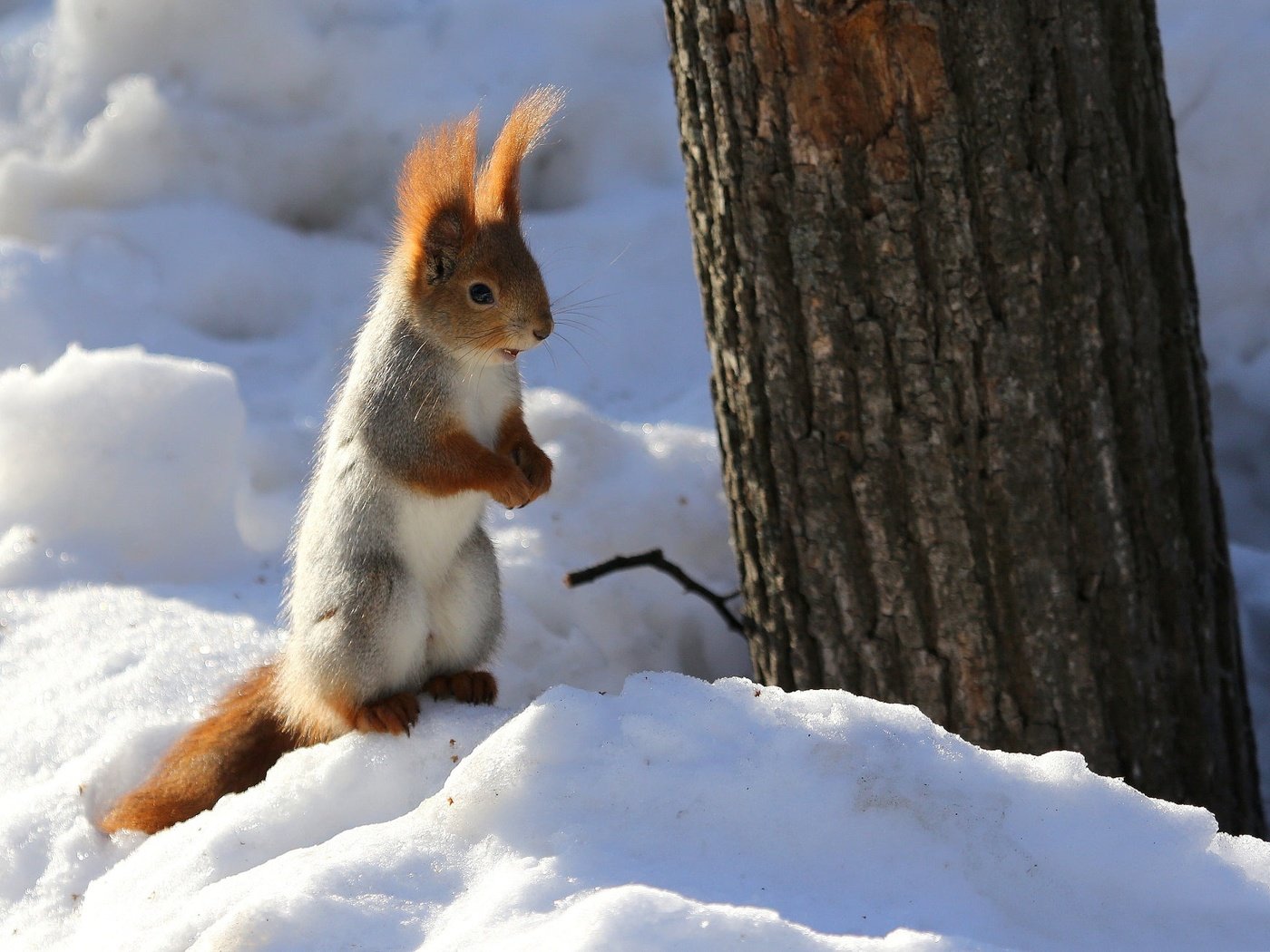 Обои снег, природа, дерево, зима, животное, ствол, белка, грызун, snow, nature, tree, winter, animal, trunk, protein, rodent разрешение 2048x1307 Загрузить