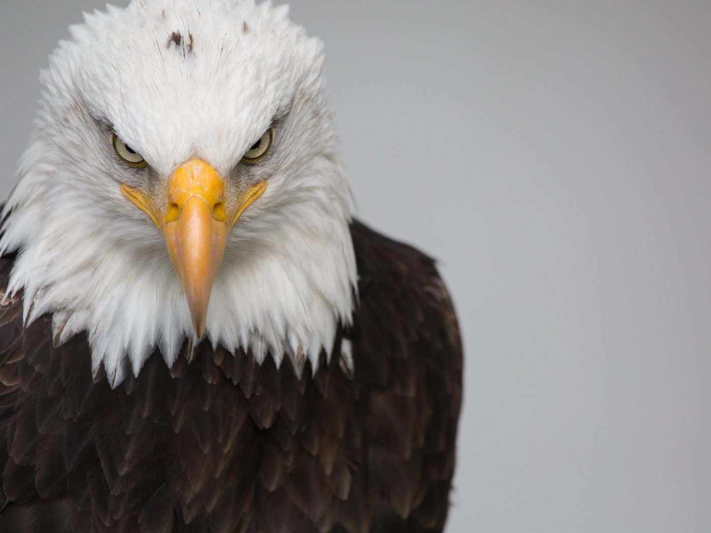 Обои птица, клюв, перья, белоголовый орлан, хищная птица, bird, beak, feathers, bald eagle, bird of prey разрешение 1920x1080 Загрузить