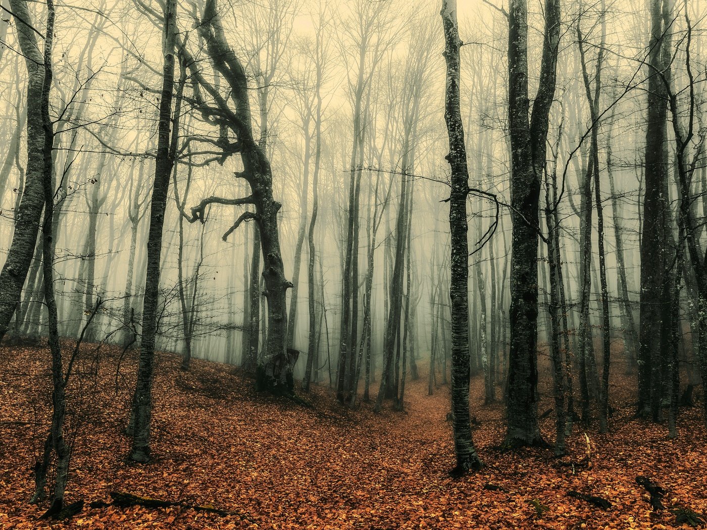 Обои лес, туман, стволы, осень, листопад, forest, fog, trunks, autumn, falling leaves разрешение 3840x2160 Загрузить