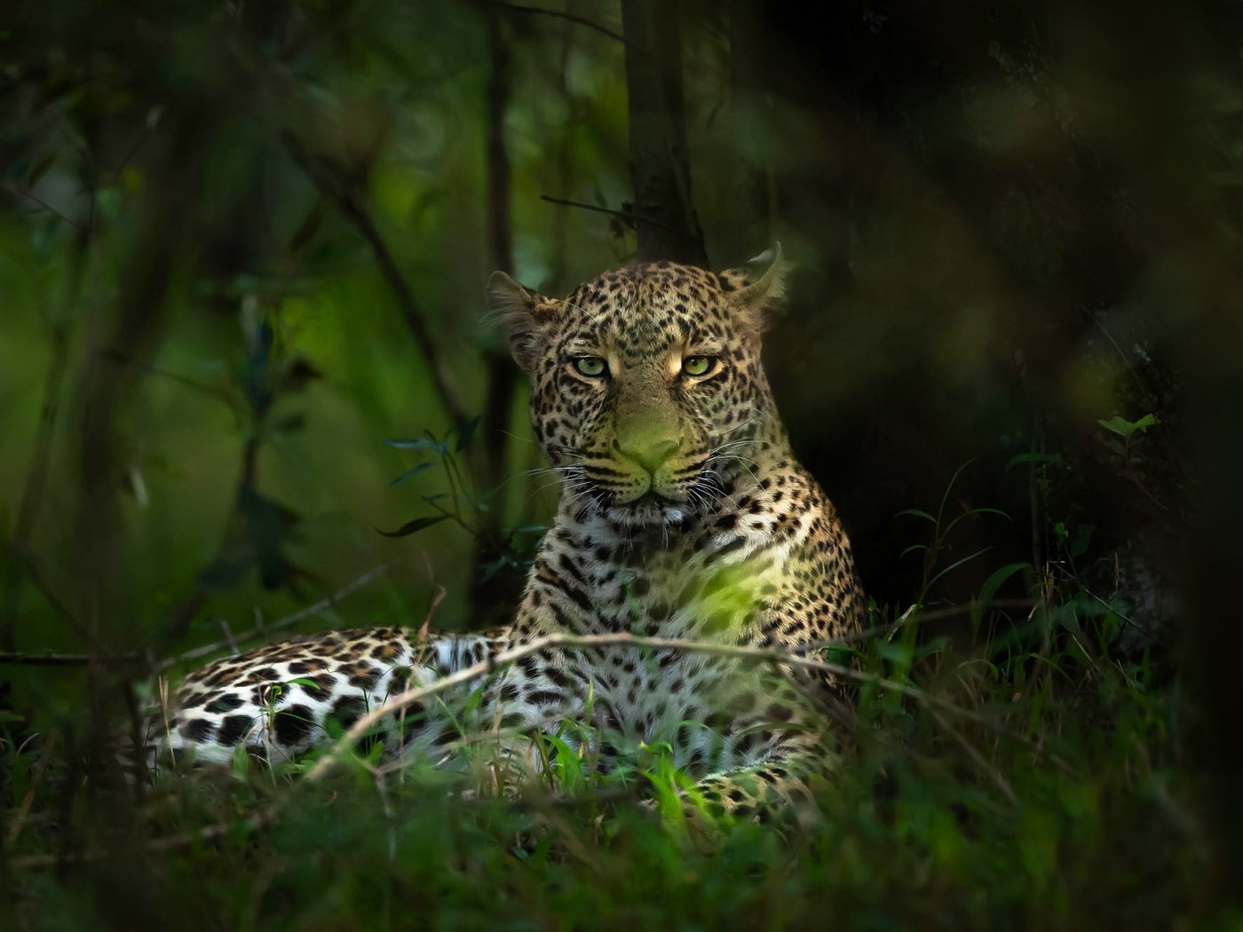 Обои морда, лес, ветки, взгляд, леопард, боке, face, forest, branches, look, leopard, bokeh разрешение 2000x1334 Загрузить