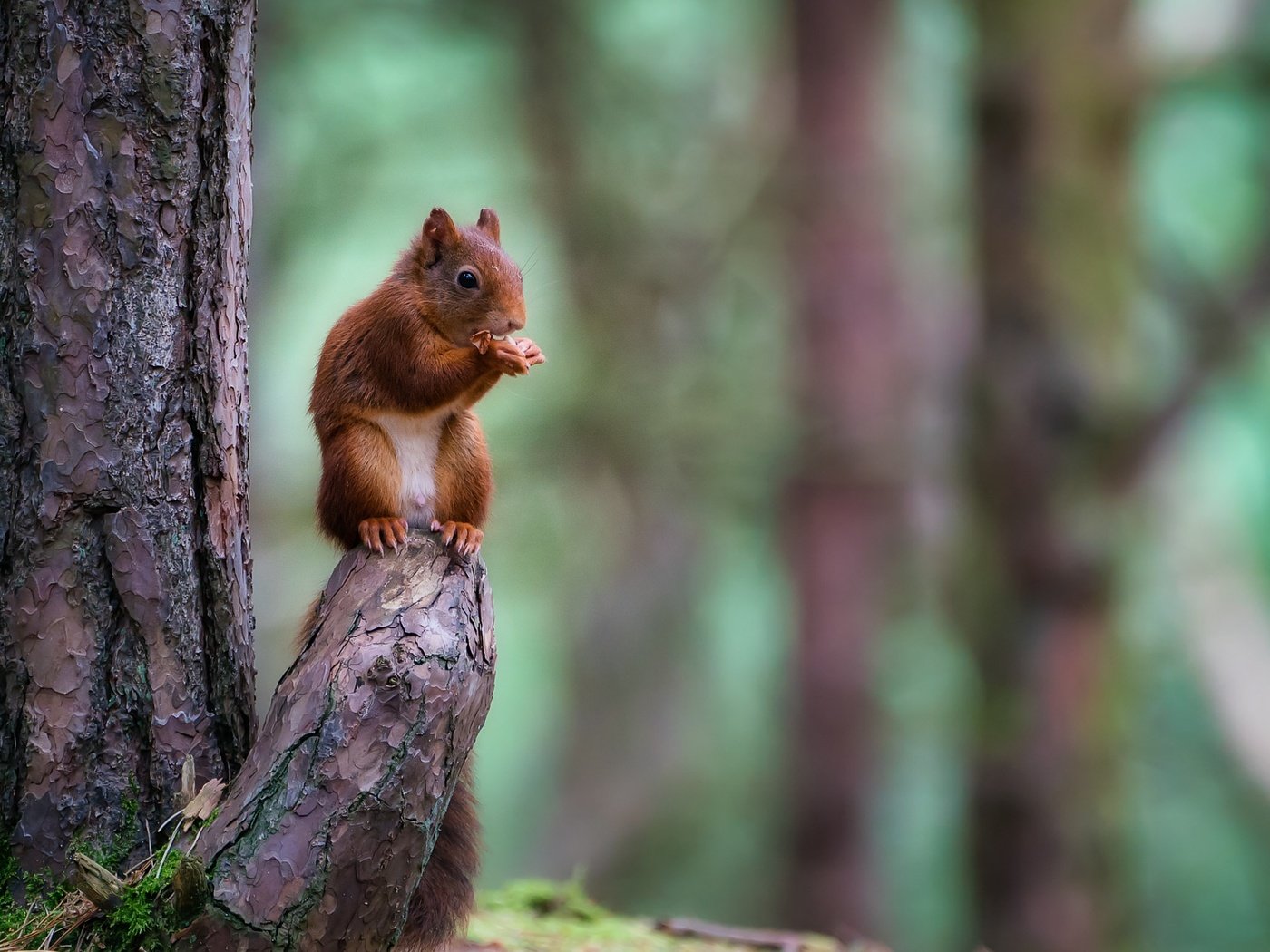 Обои природа, дерево, лес, животное, ствол, белка, зверек, коряга, грызун, rodent, nature, tree, forest, animal, trunk, protein, snag разрешение 1920x1280 Загрузить