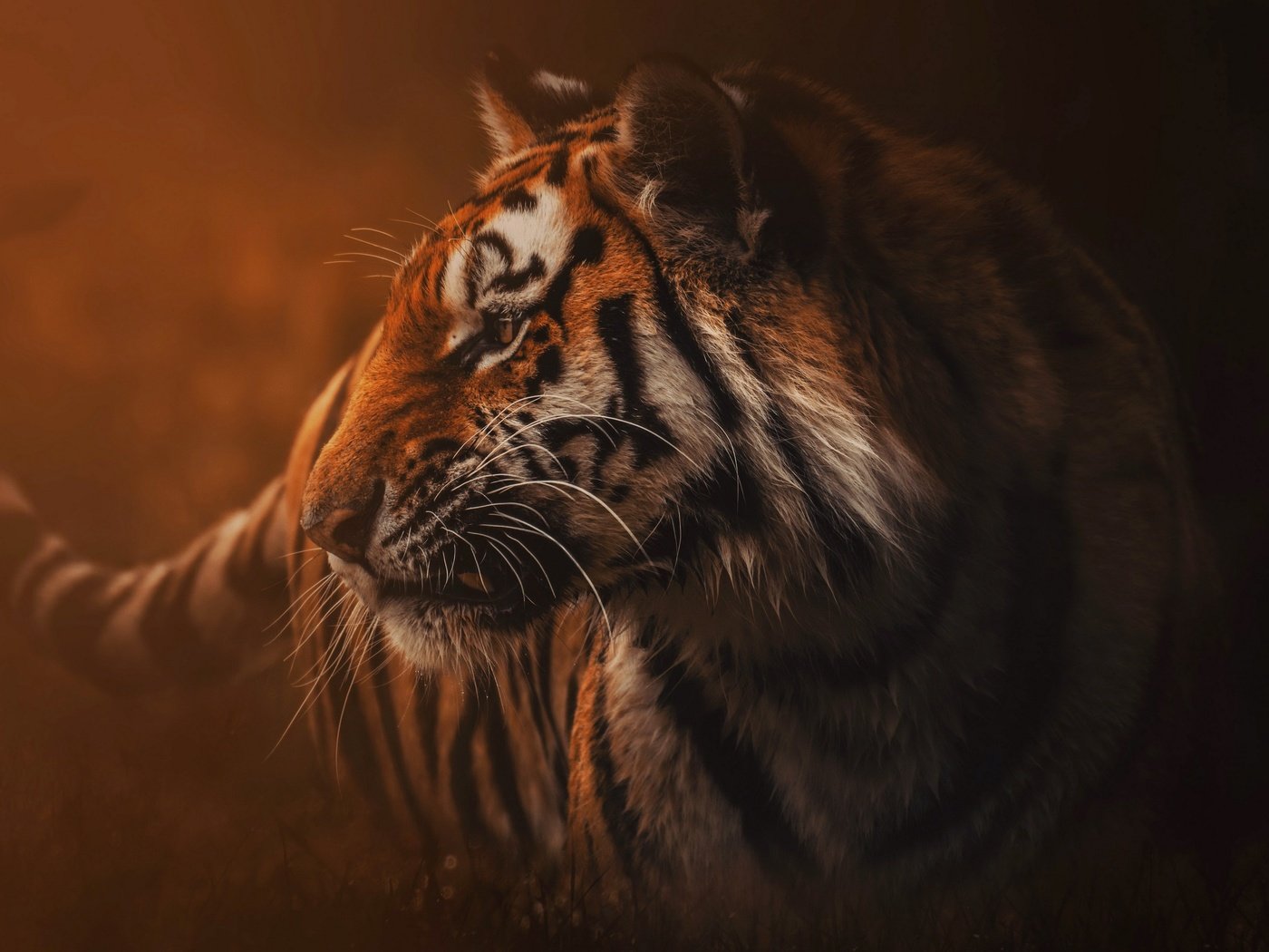 Обои тигр, природа, туман, хищник, зверь, дикая кошка, tiger, nature, fog, predator, beast, wild cat разрешение 3840x2160 Загрузить