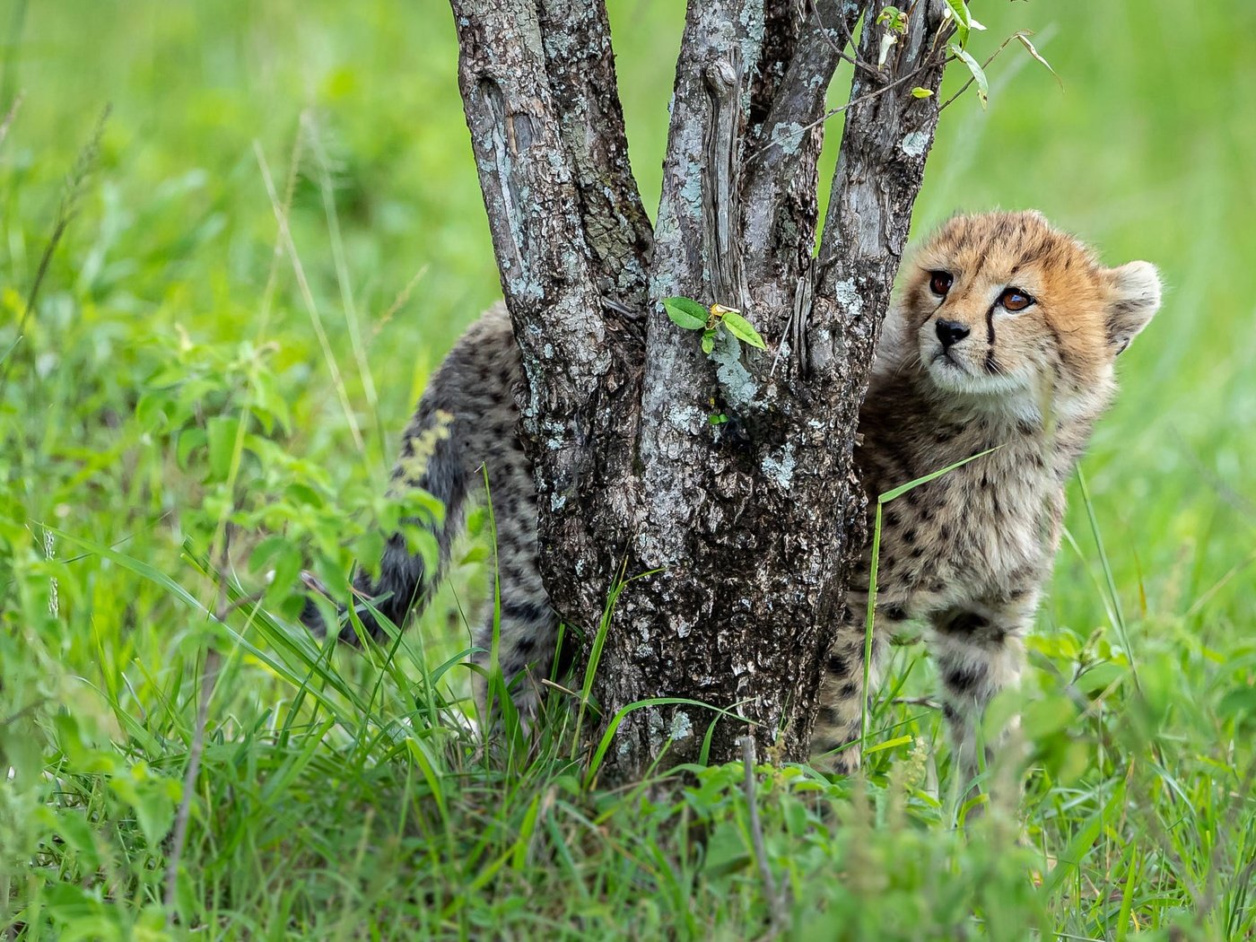 Обои трава, дерево, стволы, поляна, малыш, гепард, детеныш, grass, tree, trunks, glade, baby, cheetah, cub разрешение 2000x1334 Загрузить