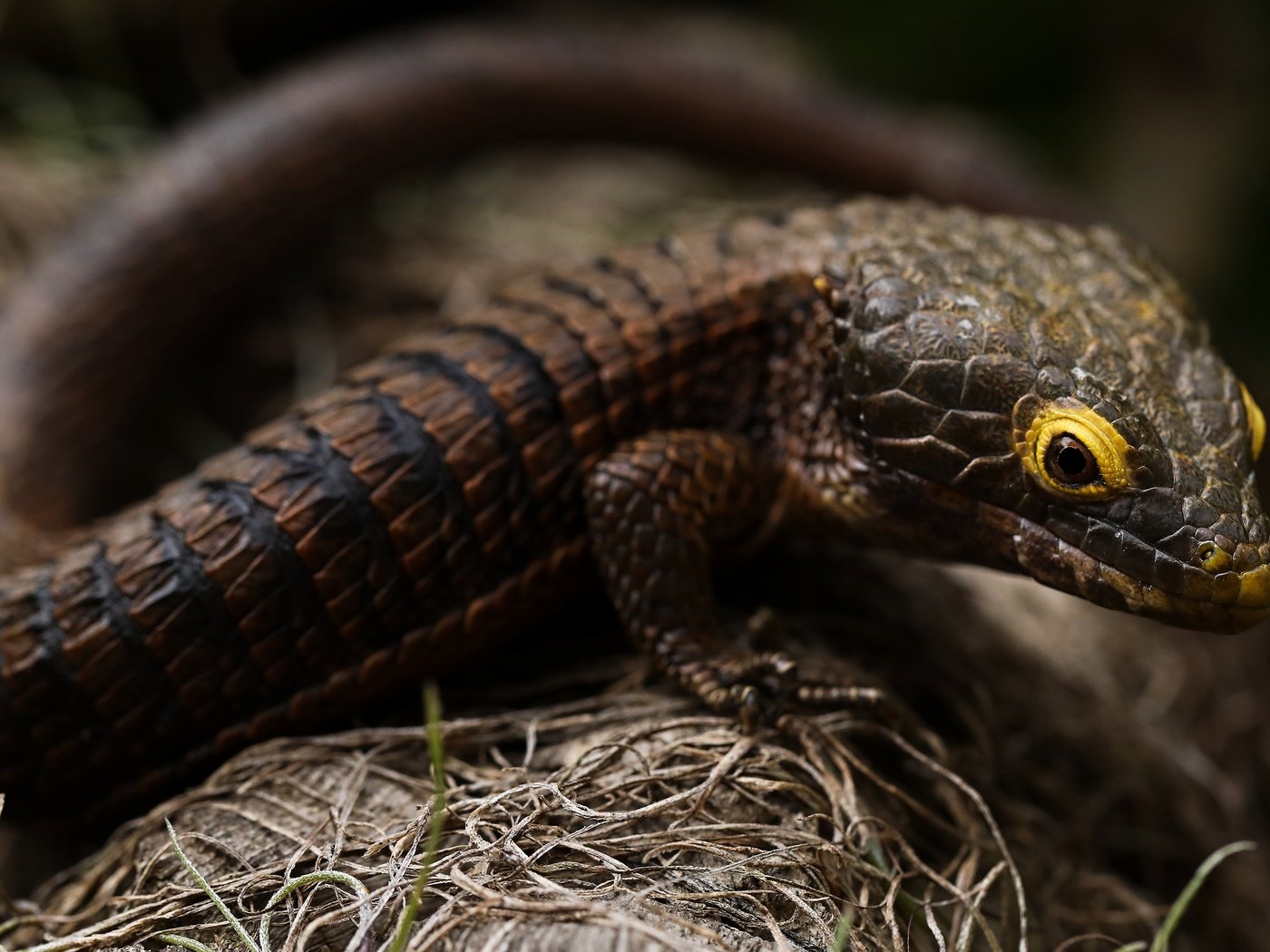 Обои взгляд, ящерица, темный фон, коричневая, боке, look, lizard, the dark background, brown, bokeh разрешение 3840x2160 Загрузить