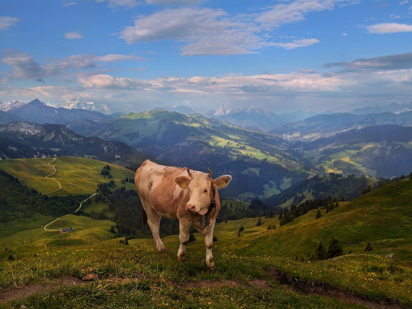 Обои горы, пастбище, корова, альпы, mountains, pasture, cow, alps разрешение 2720x1655 Загрузить