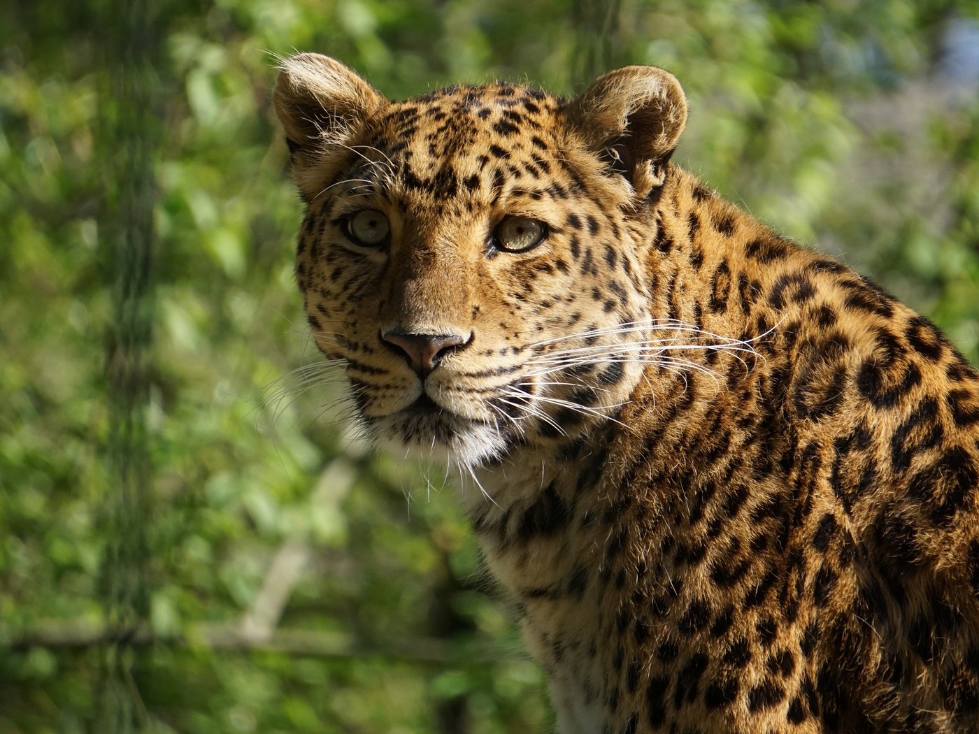 Обои морда, портрет, леопард, face, portrait, leopard разрешение 3840x2160 Загрузить